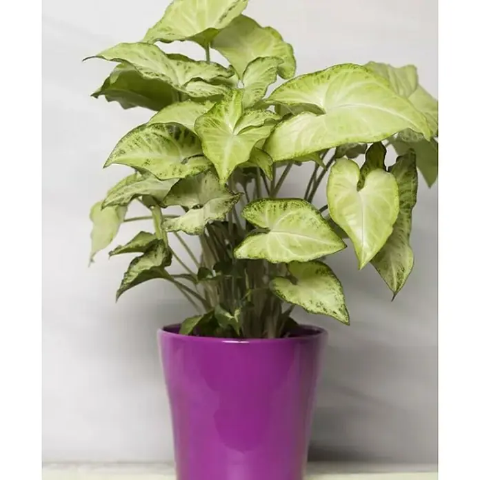 Piardino Singonio - Syngonium podophylllum, Tamaño de maceta: 12 cm - Foto ambiente