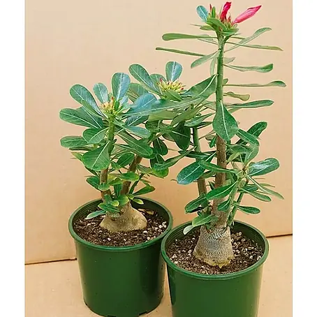 Piardino  Adenium