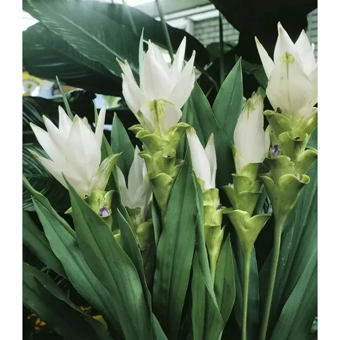 Piardino Raíz de azafrán - Curcuma alismatifolia, Tamaño de maceta: 17 cm - Primer plano
