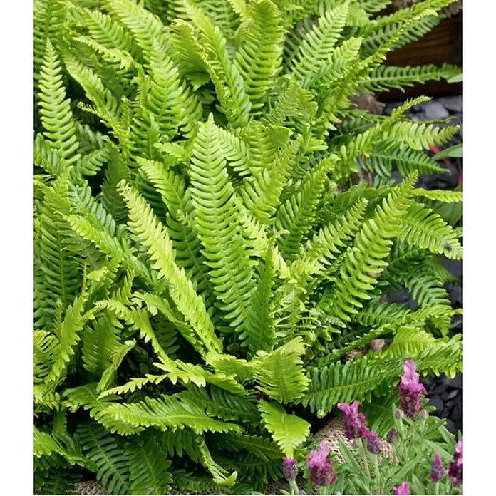 Piardino Helecho fuerte - Blechnum Gibbum - Foto ambiente