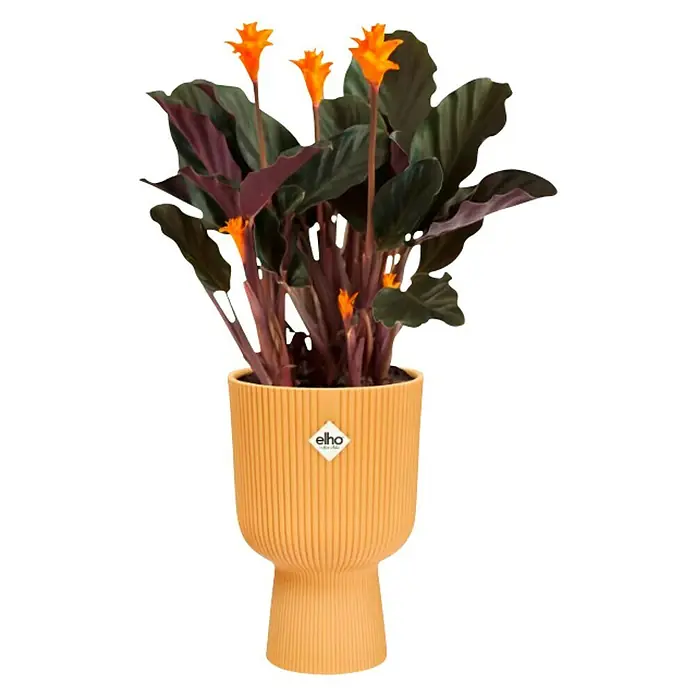 Elho Maceta para planta Vibes Fold Coupe - Dimensiones externas (Ø x Al): 14 x 21 cm, Plástico, Amarillo - Producto en uso