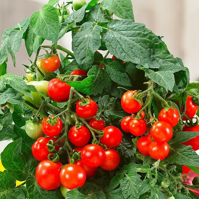 Piardino Mini-Tomate - Solanum lycopersicum 'Verino' F1, Erntezeit: Juli - Oktober - Stimmungsaufnahme