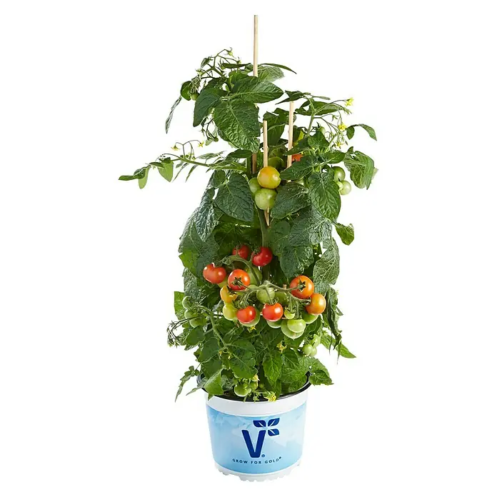 Piardino Mini-Tomate - Solanum lycopersicum 'Verino' F1, Erntezeit: Juli - Oktober - Vorderansicht