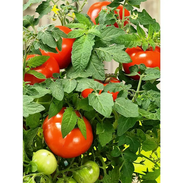Piardino Mini-Tomate - Solanum lycopersicum 'Verino' F1, Erntezeit: Juli - Oktober - Stimmungsaufnahme