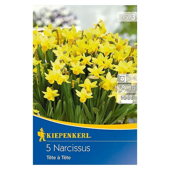 Kiepenkerl Frühlingsblumenzwiebeln Narzisse 'Tête à tête' - Narcissus cyclamineus, 5 Stk. - Vorderansicht