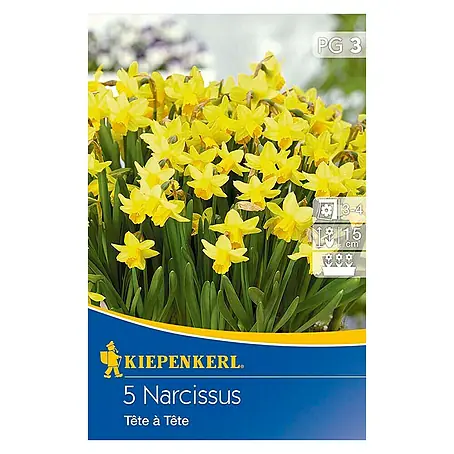 Kiepenkerl  Frühlingsblumenzwiebeln Narzisse 'Tête à tête'