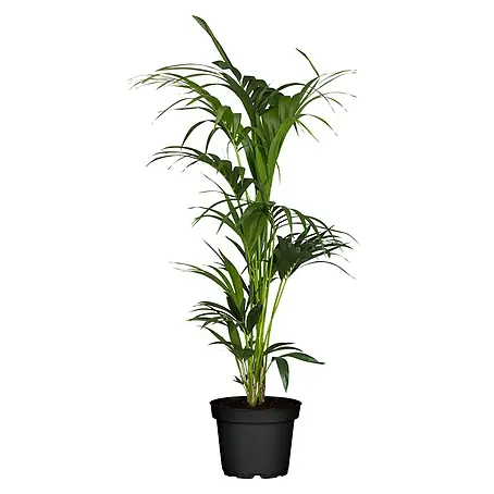 Piardino  Howea forsteriana