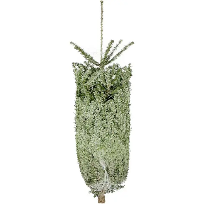 Nordmann kerstboom - 100 cm - 125 cm, Kerstboom, Gezaagd - Vooraanzicht