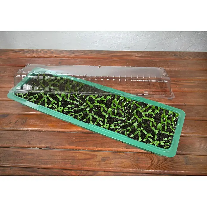 Floraworld Sobni staklenik - D x Š x V: 57 x 17 x 12,5 cm, Zelene boje - Proizvod u upotrebi