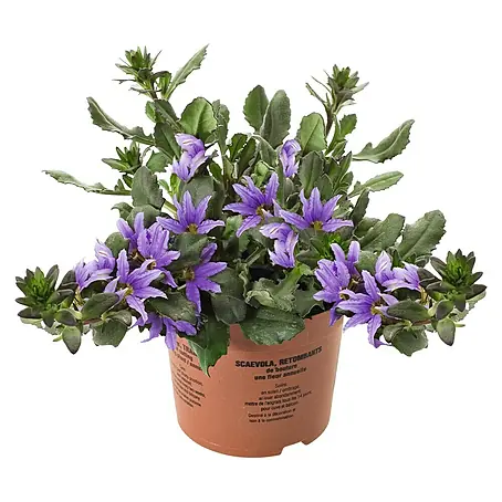 Fächerblume