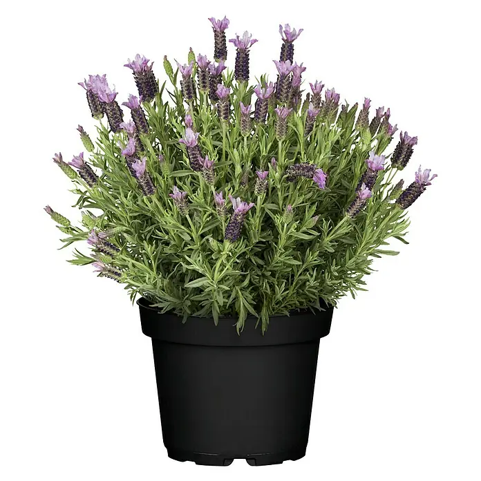 Piardino Schopflavendel - Lavandula stoechas, Topfgröße: 18 cm, Violett - Vorderansicht