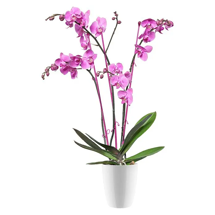 Elho Brussels Diamond Orchideeënpot - Buitenmaat (Ø x h): 10,5 x 13 cm, Kunststof, Wit - Vooraanzicht