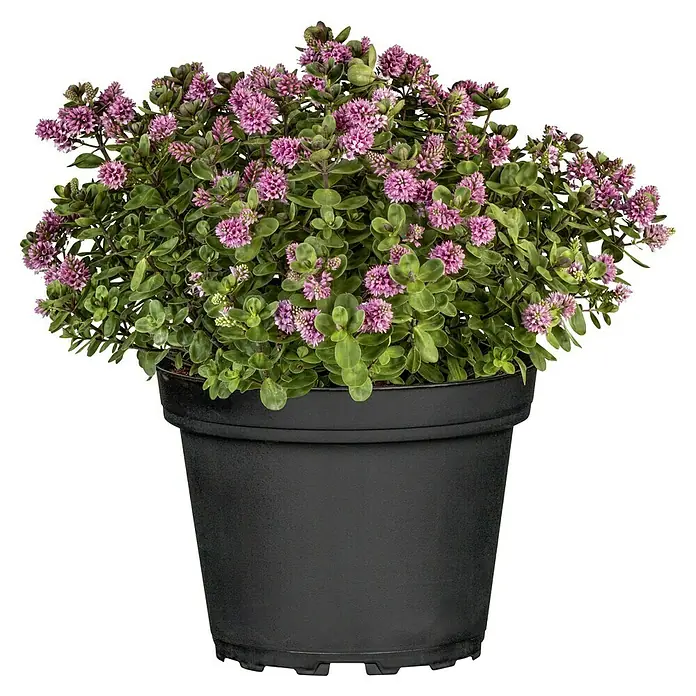 Piardino Strauchveronika - Hebe andersonii 'All Blooms', Topfgröße: 12 cm - Vorderansicht