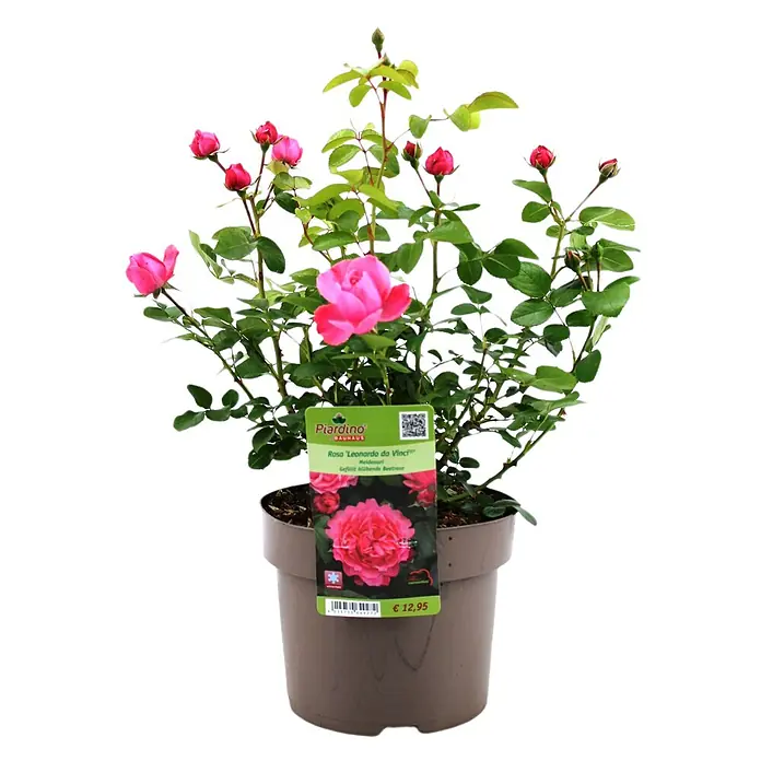 Piardino Beetrose Leonardo da Vinci® - Rosa Hybride, Topfgröße: 23 cm, Dunkelrosa - Vorderansicht