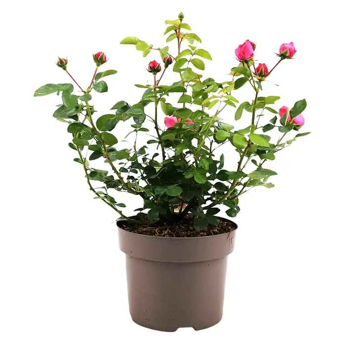 Piardino Beetrose Leonardo da Vinci® - Rosa Hybride, Topfgröße: 23 cm, Dunkelrosa - Vorderansicht