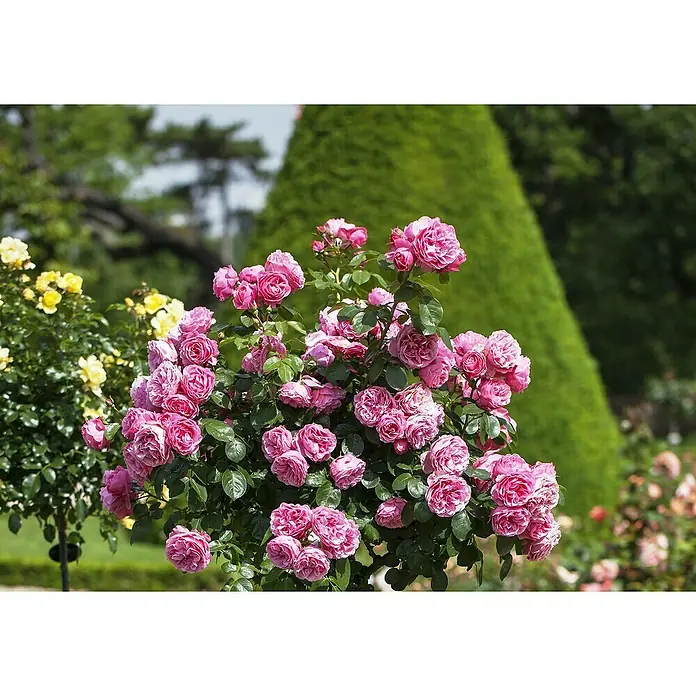 Piardino Beetrose Leonardo da Vinci® - Rosa Hybride, Topfgröße: 23 cm, Dunkelrosa - Stimmungsaufnahme