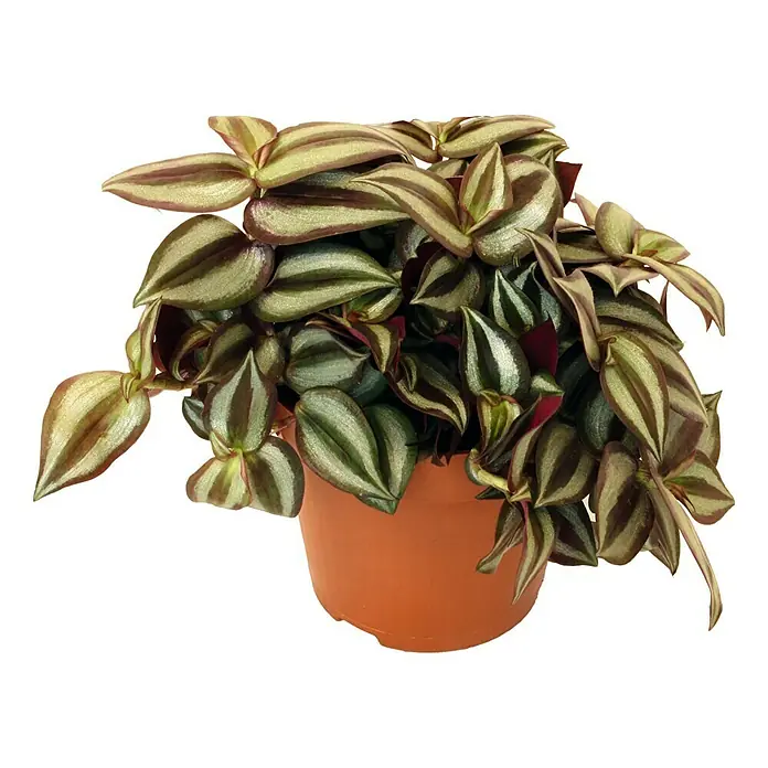 Piardino Zebrina - Tradescantia zebrina, Tamaño de maceta: 12 cm - Vista frontal