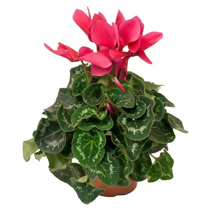 Piardino Zimmer-Alpenveilchen - Cyclamen persicum, Topfgröße: 13 cm, Lila - Vorderansicht