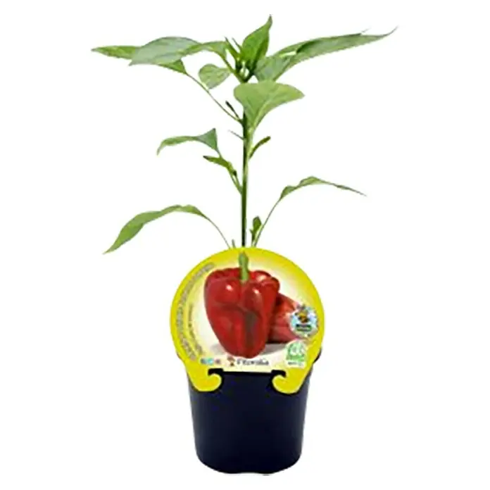 Pimientos rojos Eco - Capsicum annuum, 10,5 cm - Vista frontal