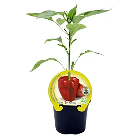Pimientos rojos Eco