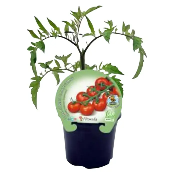 Tomates cherry Eco - Solanum lycopersicum, 10,5 cm - Vista frontal