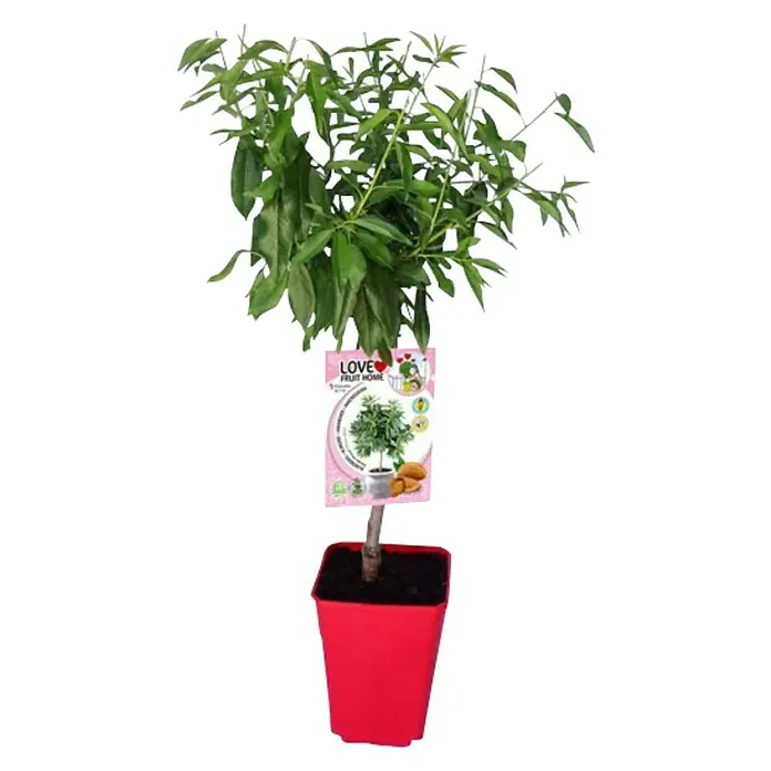 Almendro - Prunus dulcis, Tamaño de maceta: 12 cm - Vista frontal