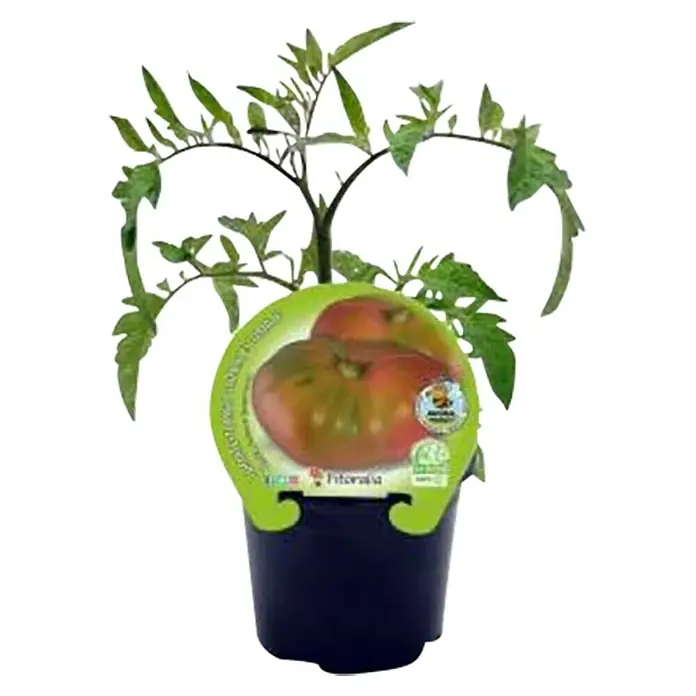 Tomate Rosa Bio - Solanum lycopersicum, 10 cm - Vista frontal