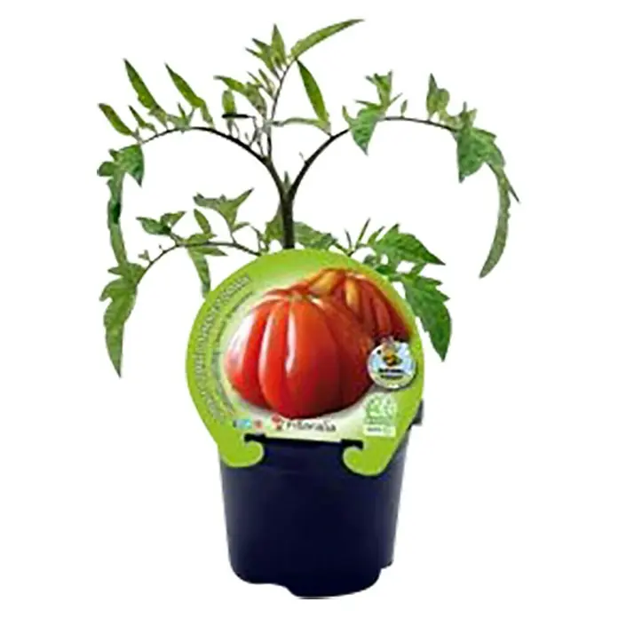 Tomate Corazón de buey - Solanum lycopersicum, 10 cm - Vista frontal