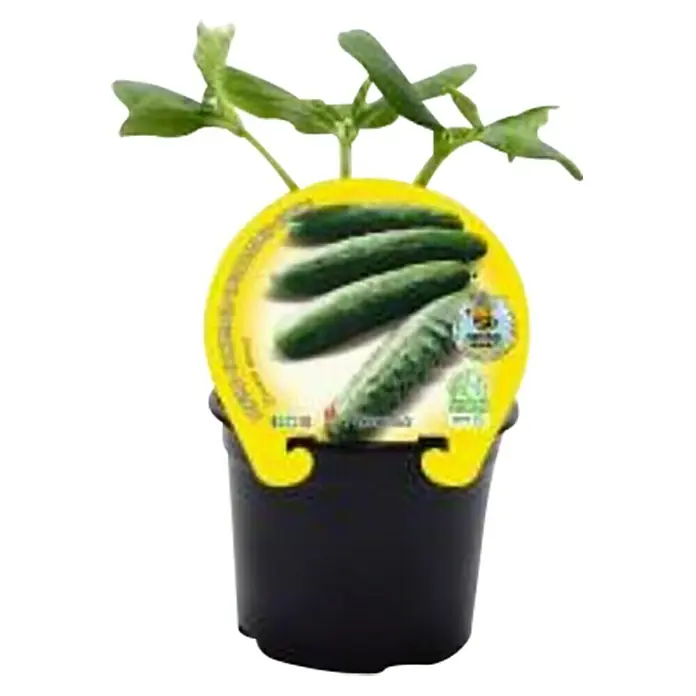 Pepino Eco - Cucumis sativus, 10,5 cm - Vista frontal