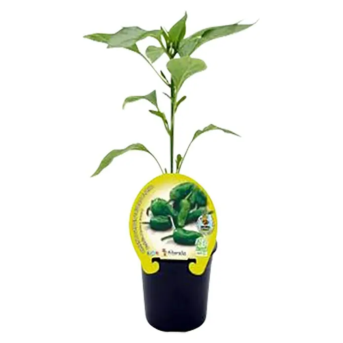 Pimientos del padrón Eco - Capsicum annuum, 10,5 cm - Vista frontal