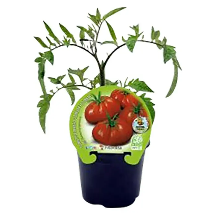 Tomate raf Bio - Solanum lycopersicum, 10 cm - Vista frontal