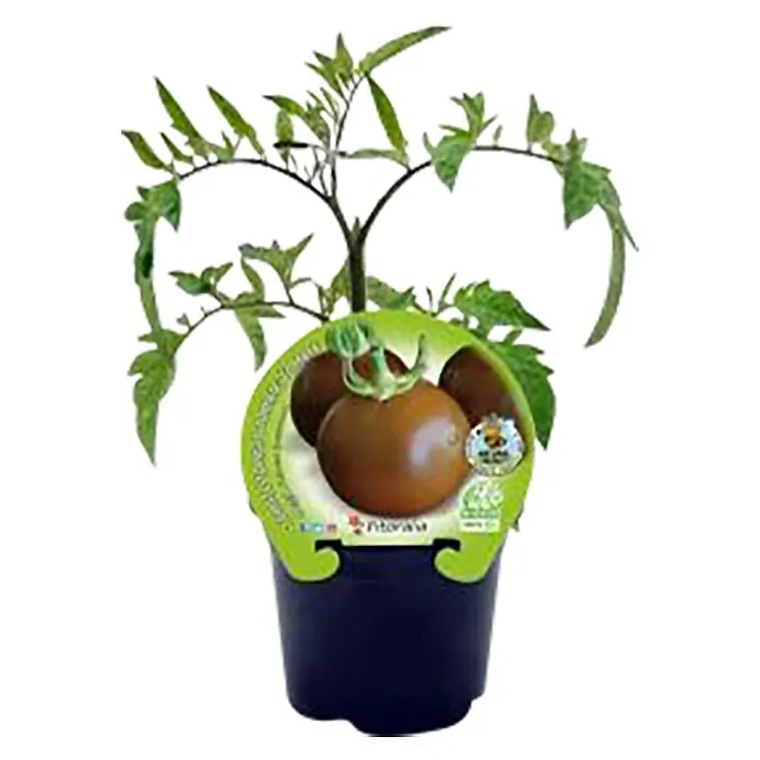 Tomate negro Eco - Solanum lycopersicum, 10,5 cm - Vista frontal