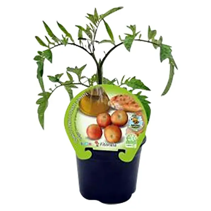 Tomate de colgar ECO - Solanum lycopersicum, 10,5 cm - Vista frontal