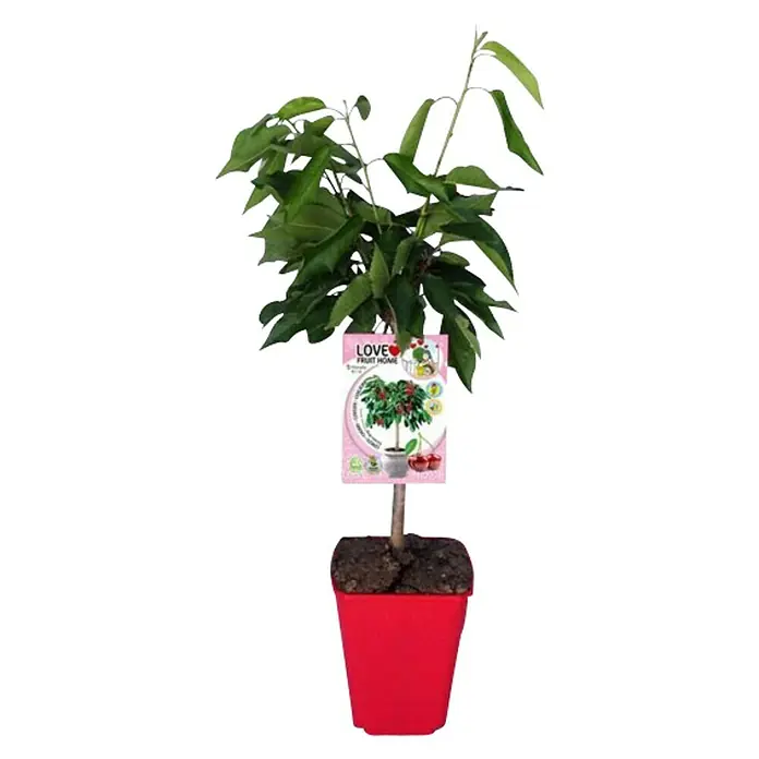 Piardino Cerezo - Prunus avium , Tamaño de maceta: 11 cm - Vista frontal