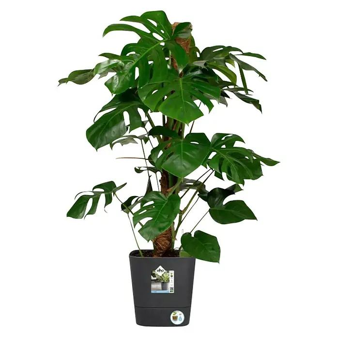 Elho Maceta para planta Greensense - Dimensiones externas (Ø x Al): 30 x 30 cm, Plástico, Gris oscuro - Vista frontal