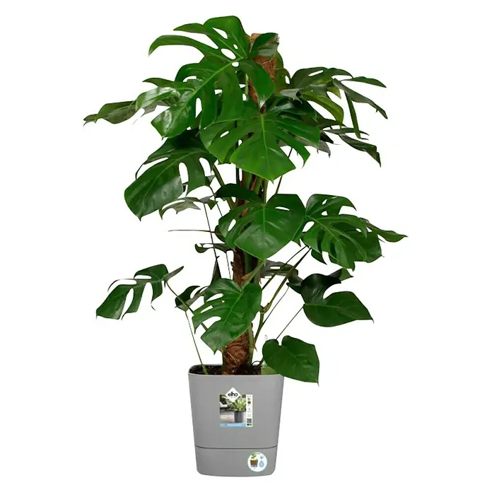 Elho Maceta para planta Greensense - Dimensiones externas (Ø x Al): 30 cm x 30 m, Plástico, Gris claro - Vista frontal