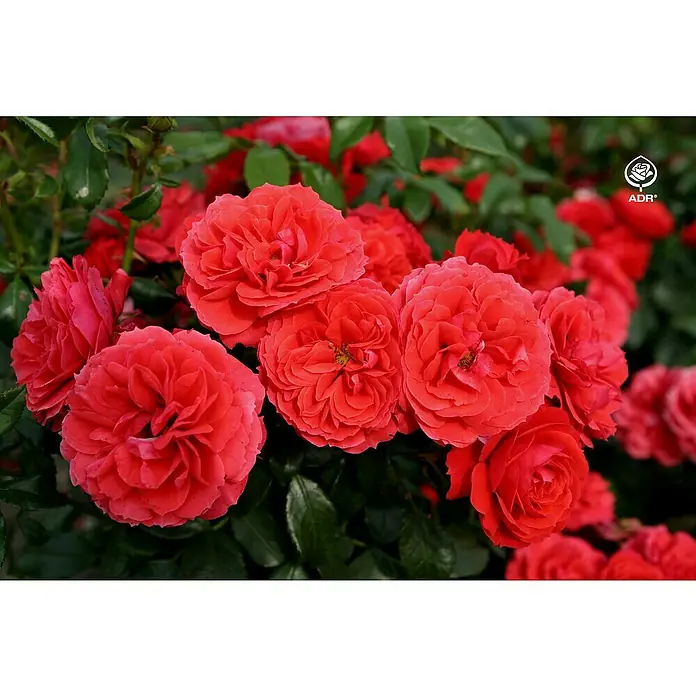 Piardino Edelrose ADR - 6 l, Blütenfarbe: Sortenabhängig - Detailaufnahme