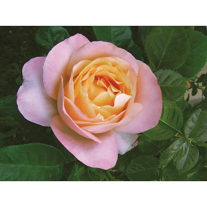 Piardino Strauchrose - Rosa 'Nirp', Topfvolumen: 6 l, Sortenabhängig - Detailaufnahme