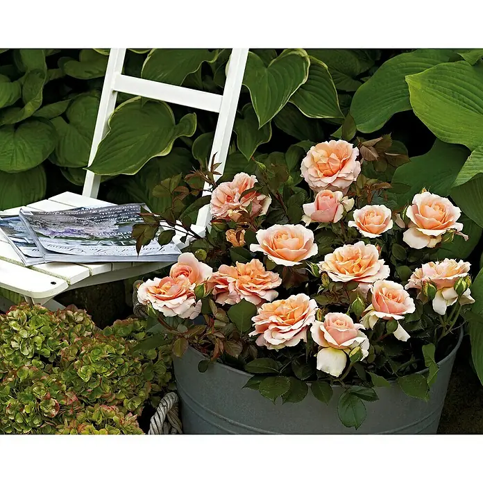 Strauchrose - Schlossrose 'Castle', Topfvolumen: 6 l, Blütenfarbe: Sortenabhängig - Stimmungsaufnahme
