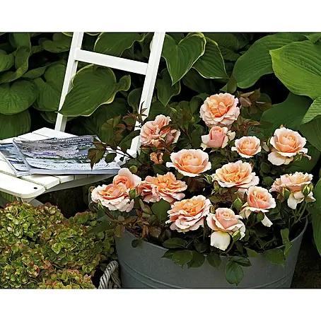 Strauchrose