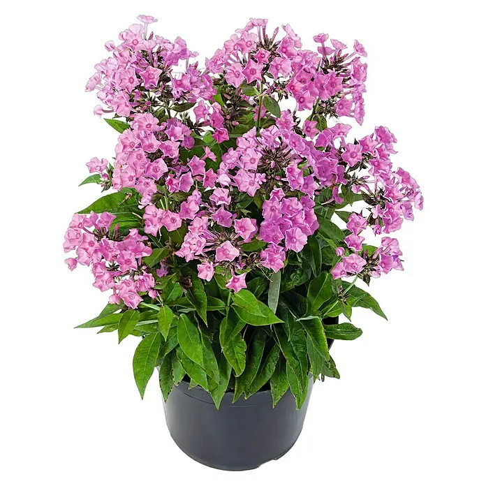 Piardino Staude - Phlox paniculata, Topfvolumen: 3 l, Blütenfarbe: Sortenabhängig - Vorderansicht