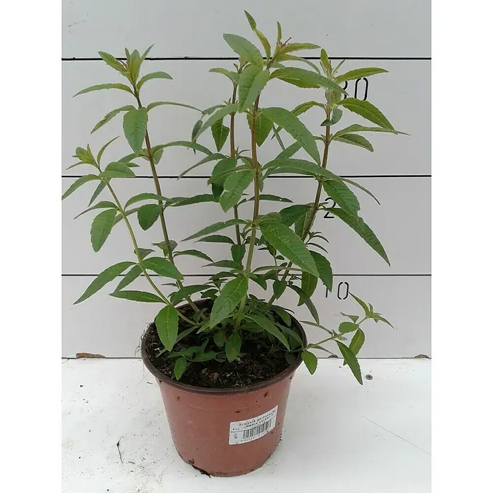 Cedrón - Lippia citriodora 'Maria Luisa' - Foto ambiente