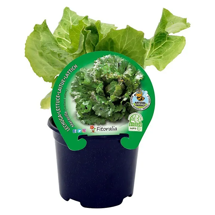 Lechuga Maravilla - Lactuca Sativa 'Maravilla' - Vista frontal