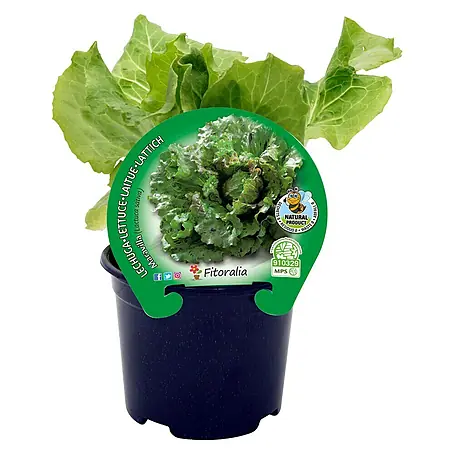 Lechuga Maravilla