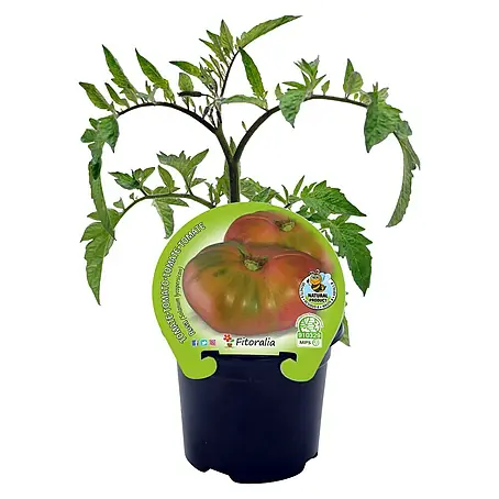 Tomate Rosa Bio