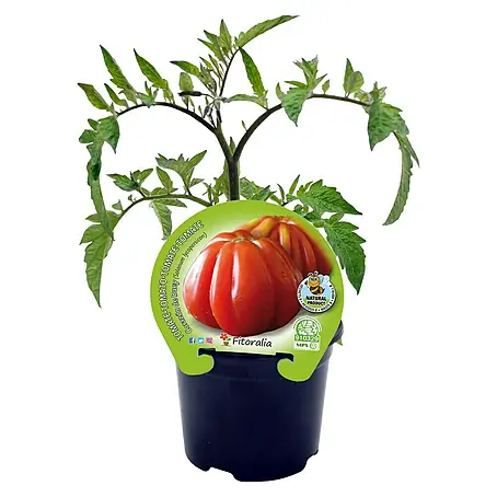 Tomate Corazón de buey