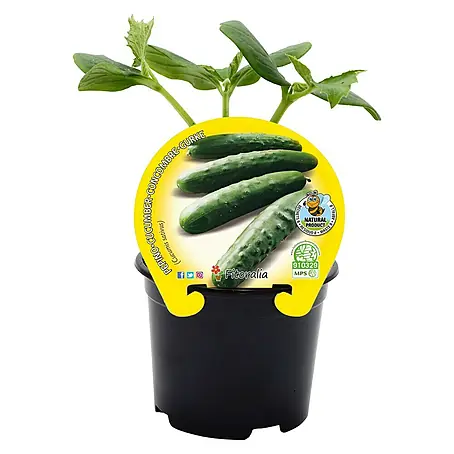 Pepino Eco