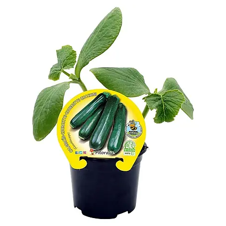 Calabacín Eco