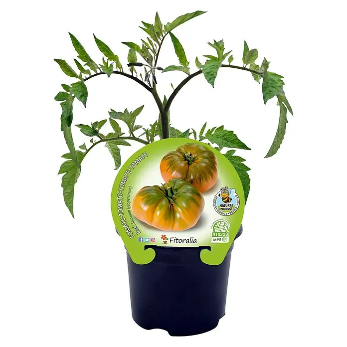 Tomate raf Bio - Solanum lycopersicum, 10 cm - Vista frontal