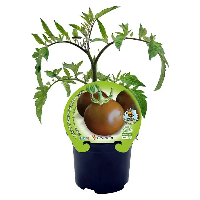 Tomate negro Eco - Solanum lycopersicum, 10,5 cm - Vista frontal